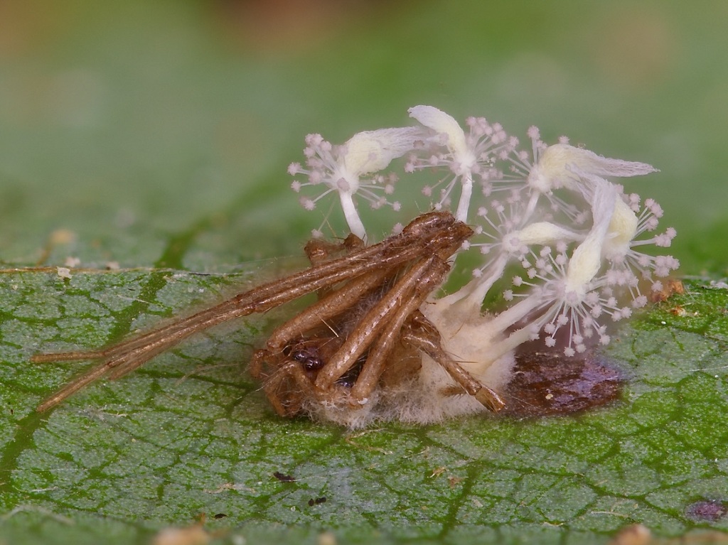Gibellula alata