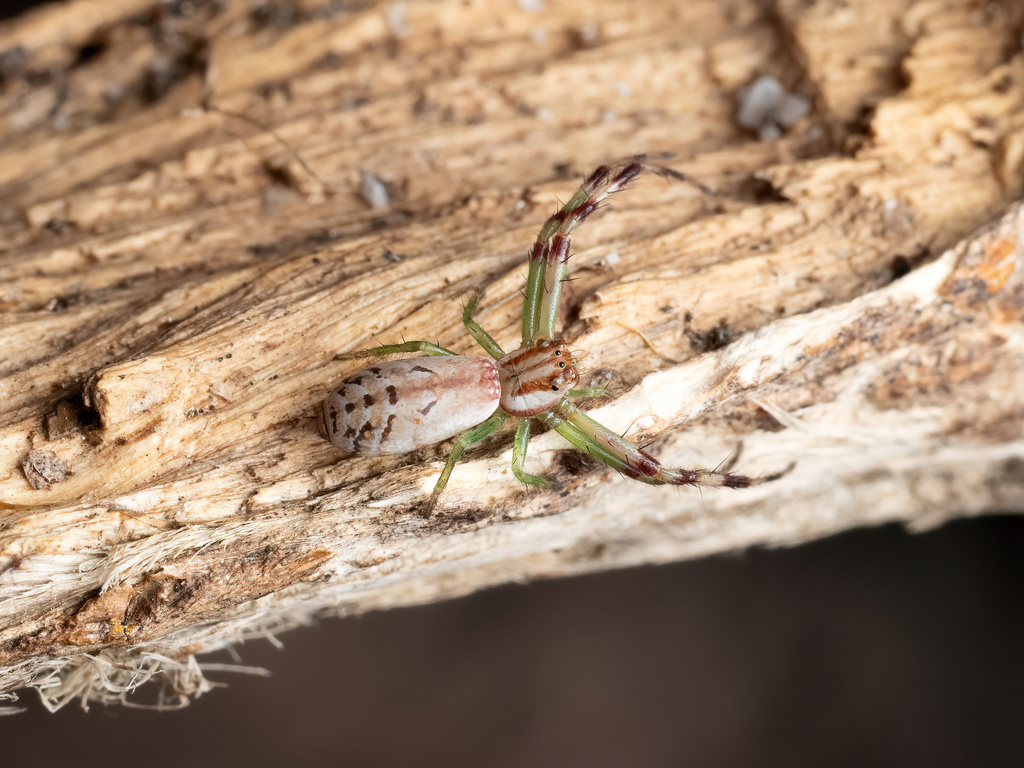 Tharrhalea irrorata