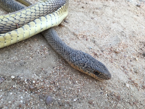 Olive Grass Racer