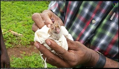 Hipposideros