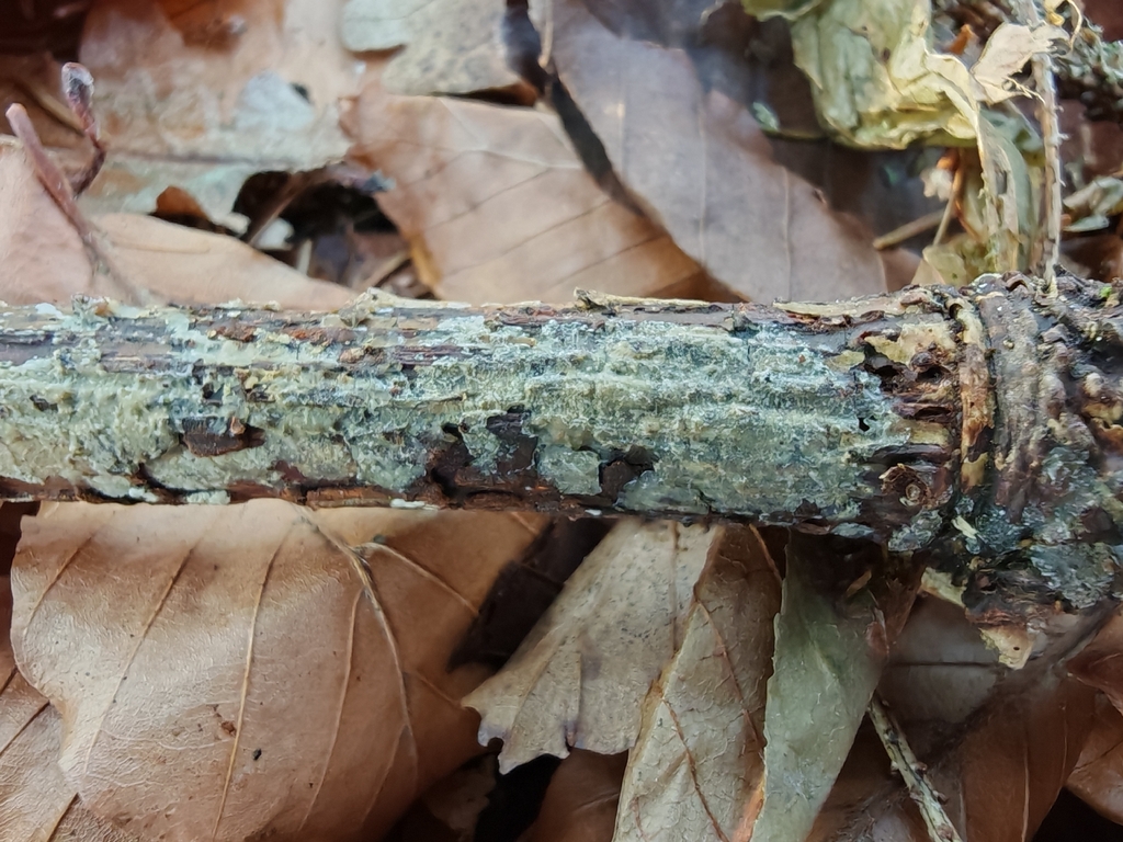 Radulomyces confluens · January 2026 · photo: © maiglocke (iNaturalist, cc-by-nc)