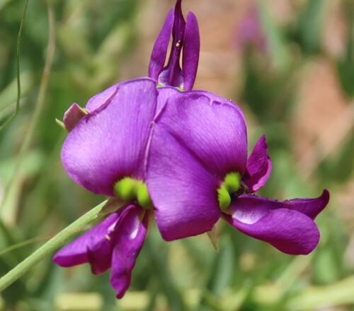 Purple Desert Bean