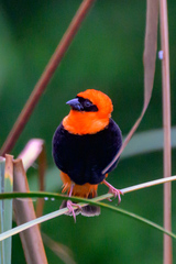 Black-Winged Red Bishop photo 4