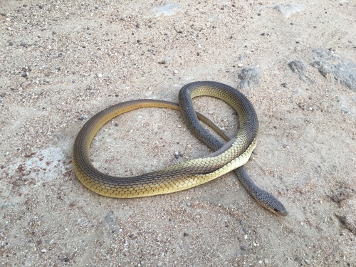 Olive Grass Racer