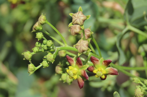African Heartvine