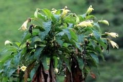 Siphocampylus giganteus