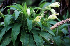 Siphocampylus giganteus