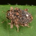 Occult Stem Weevil - Photo (c) skitterbug, some rights reserved (CC BY), uploaded by skitterbug