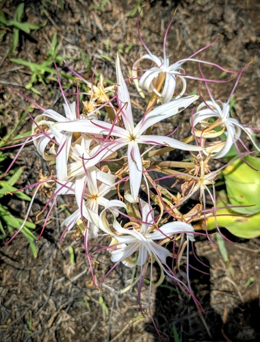 Sand Swamplily (Crinum buphanoides)
