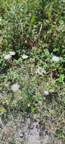 wild carrot