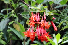 Fuchsia ampliata