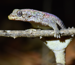 Geckolepis maculata