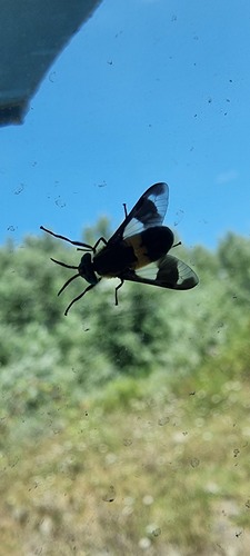 Splayed Deer Fly