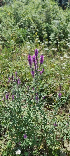 purple loosestrife
