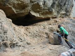 Rhinolophus hildebrandtii