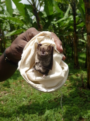 Rhinolophus hildebrandtii