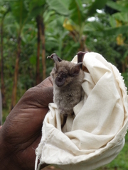 Rhinolophus hildebrandtii