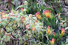 Tristerix longibracteatus