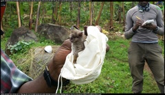 Rhinolophus hildebrandtii