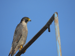 Falco peregrinus brookei