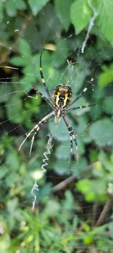 Wasp Spider
