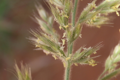 Kalahari Sour Grass (Schmidtia kalahariensis)