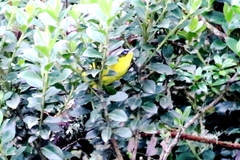 Thlypopsis superciliaris