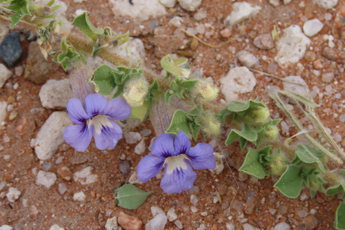 Aptosimum elongatum