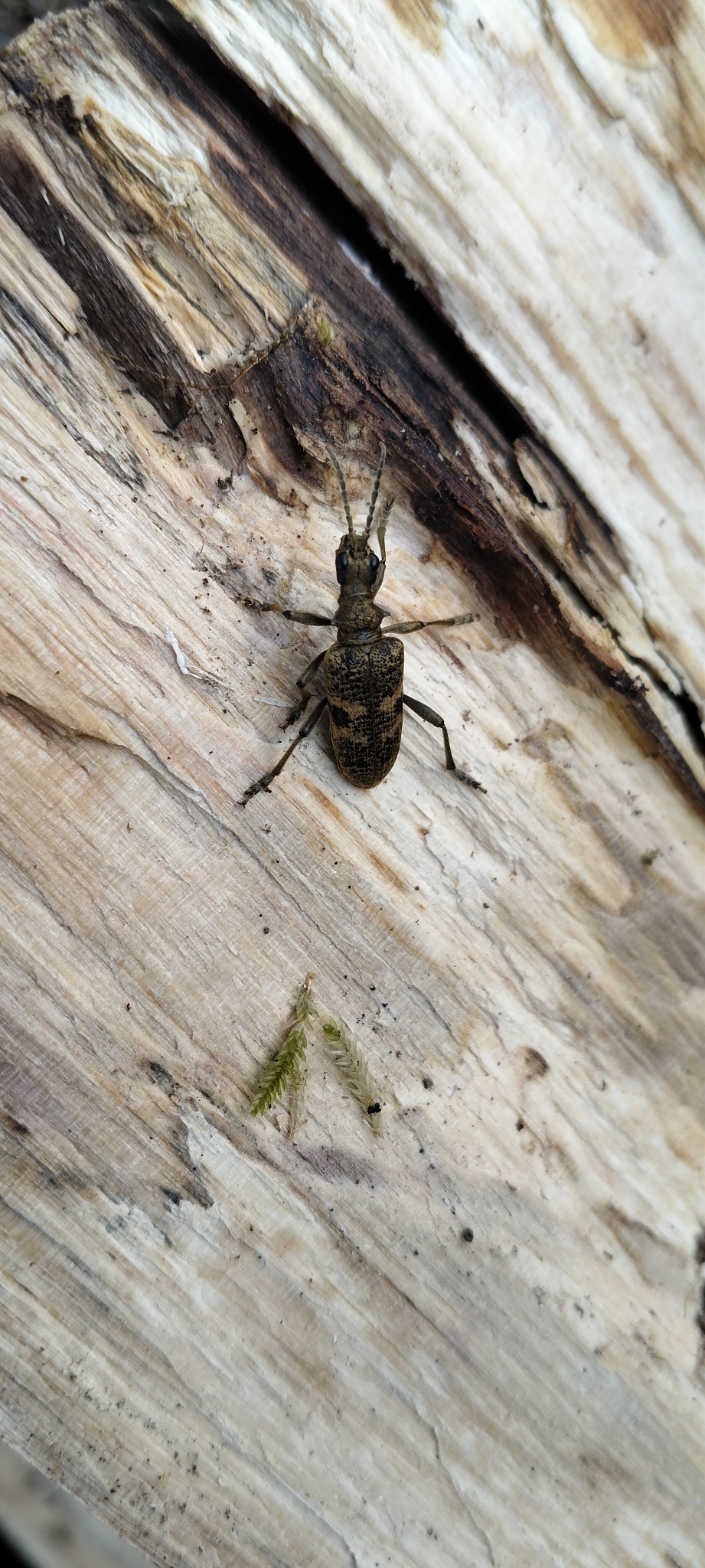 Rhagium mordax