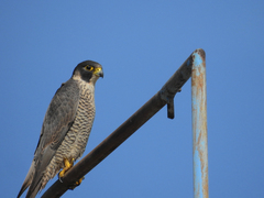 Falco peregrinus brookei