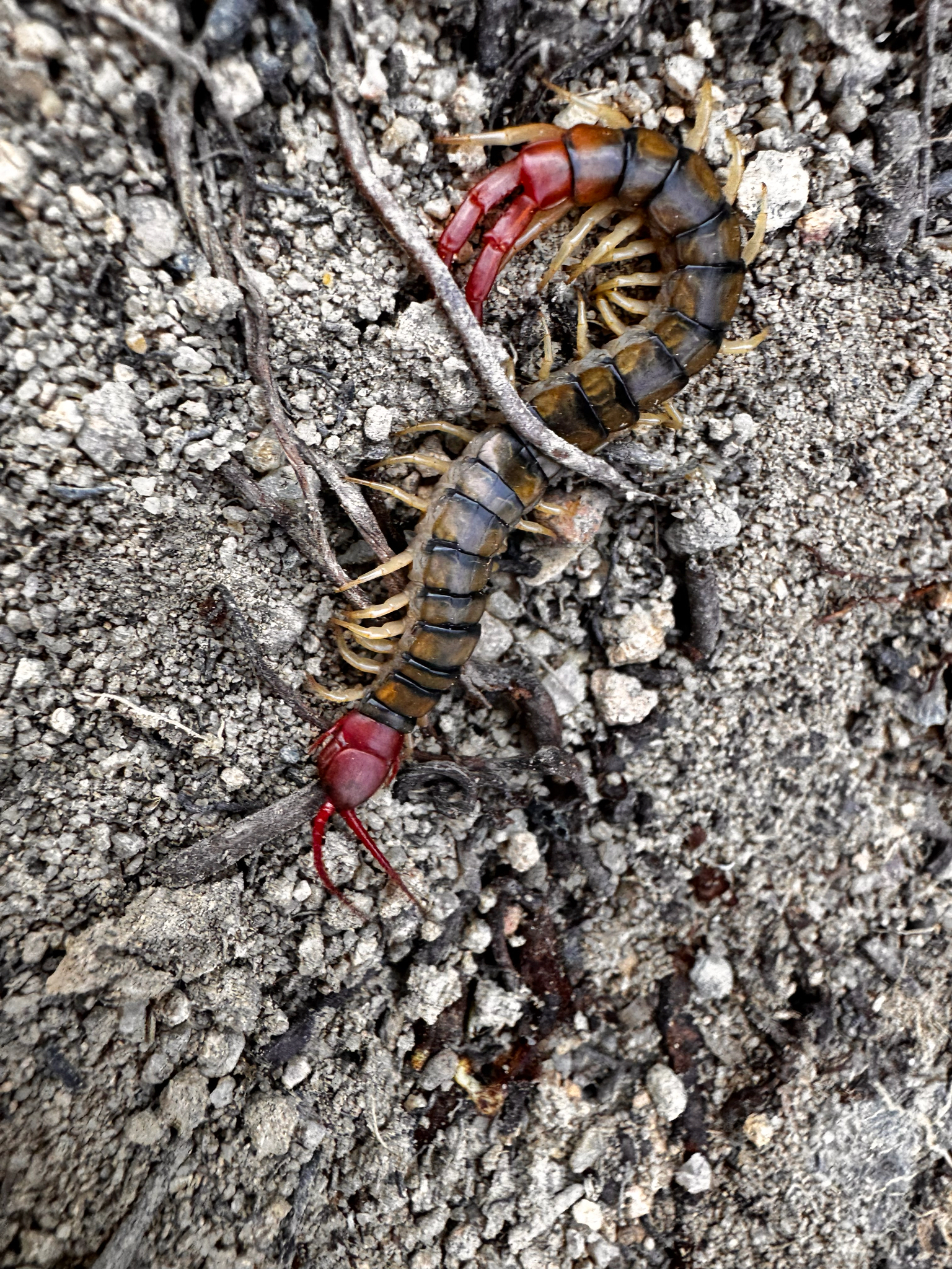 Scolopendra morsitans Linnaeus, 1758
