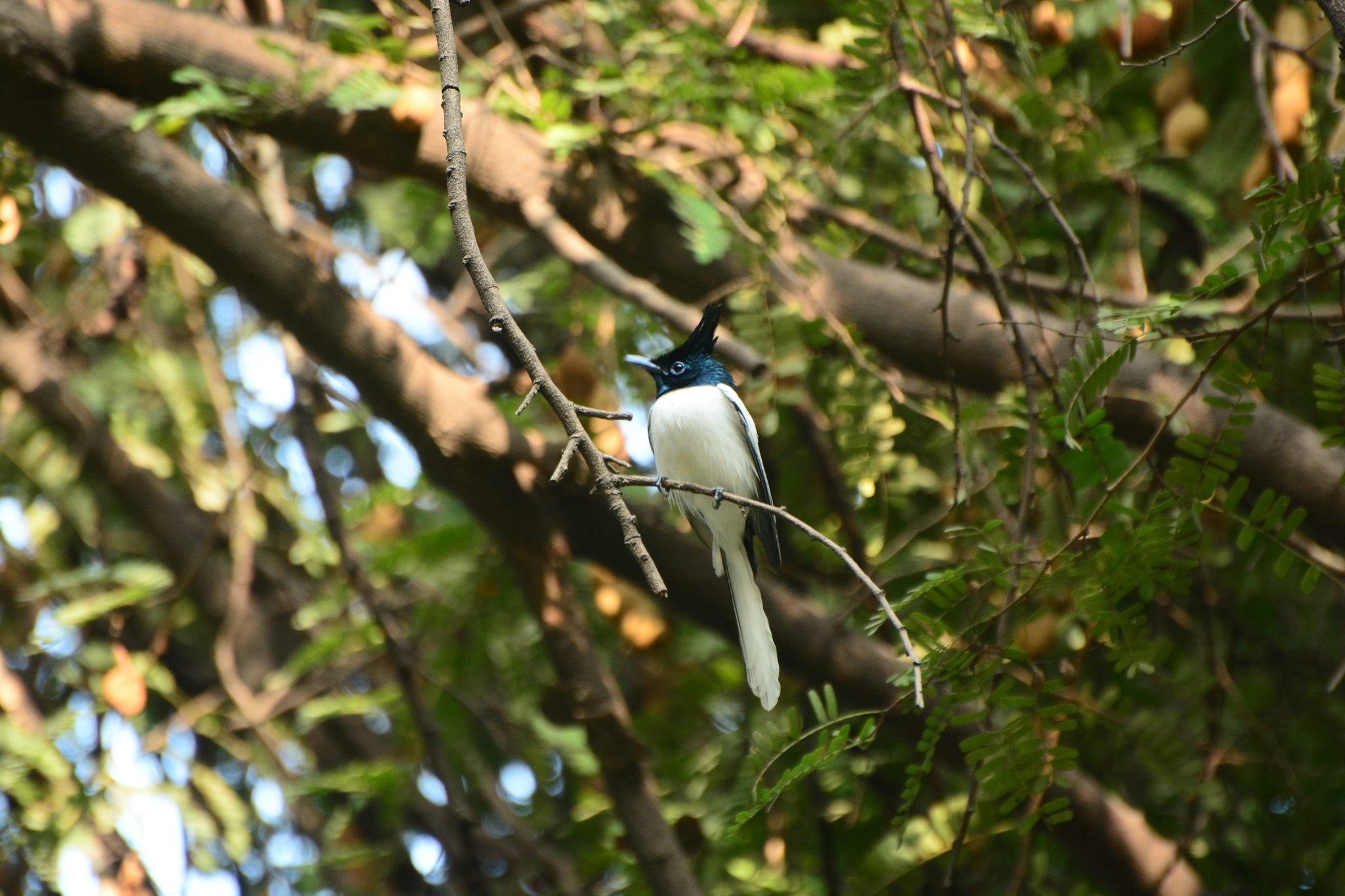 Indian Paradise Flycatcher (Terpsiphone paradisi), photo 3