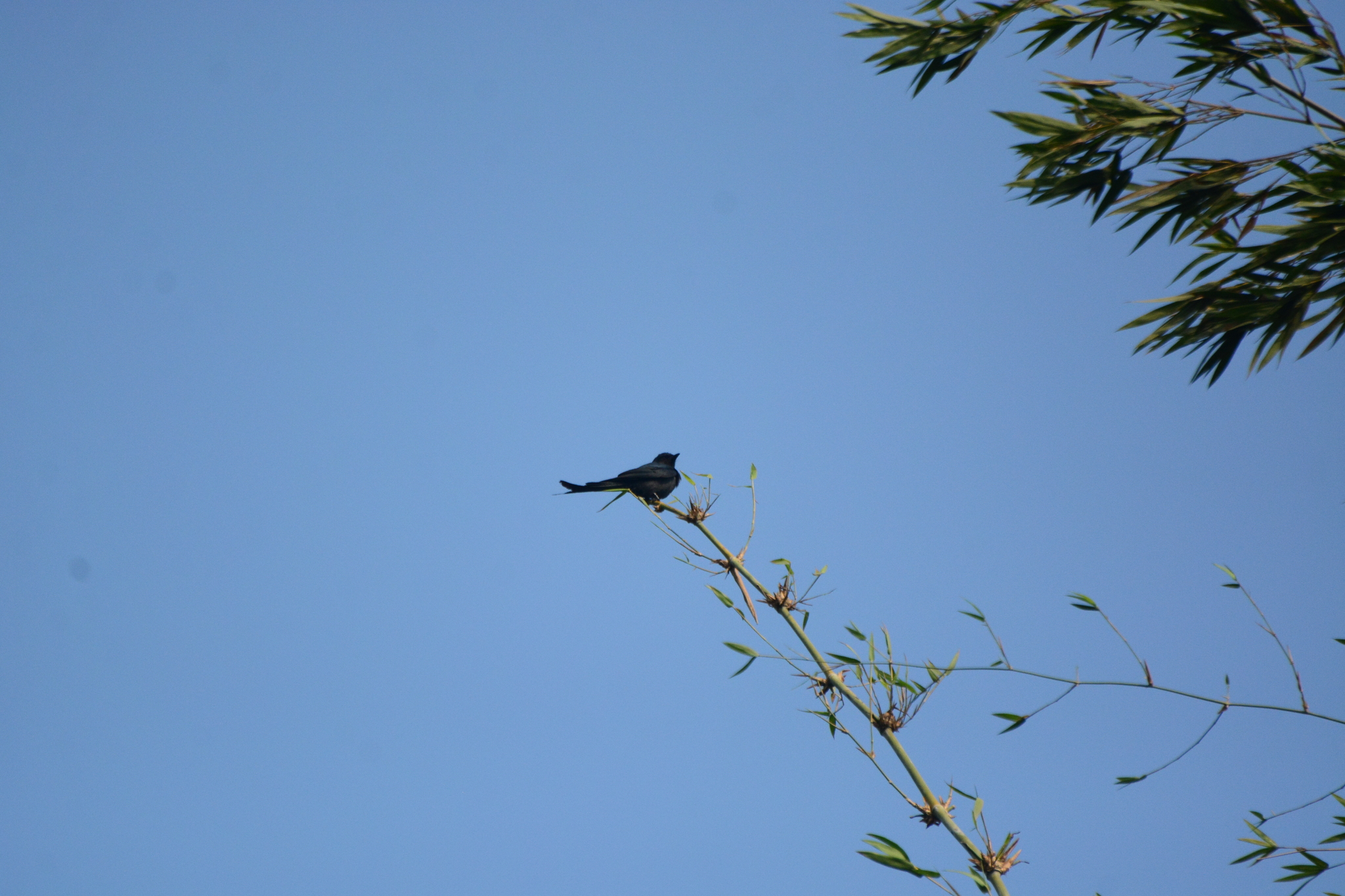 Black Drongo (Dicrurus macrocercus), photo 7