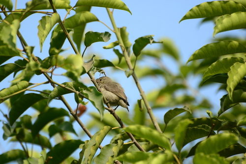 Pale-billed Flowerpecker (Dicaeum erythrorhynchos), photo 2