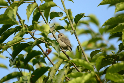 Pale-billed Flowerpecker (Dicaeum erythrorhynchos)