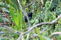 Diglossa lafresnayii