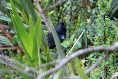 Diglossa lafresnayii