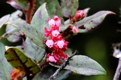 Gaultheria glomerata