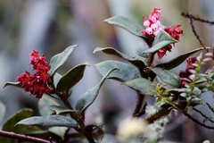 Gaultheria glomerata