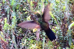 Chalcostigma herrani