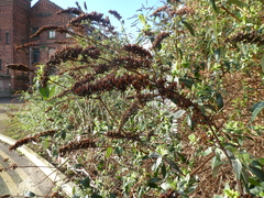 Buddleja davidii