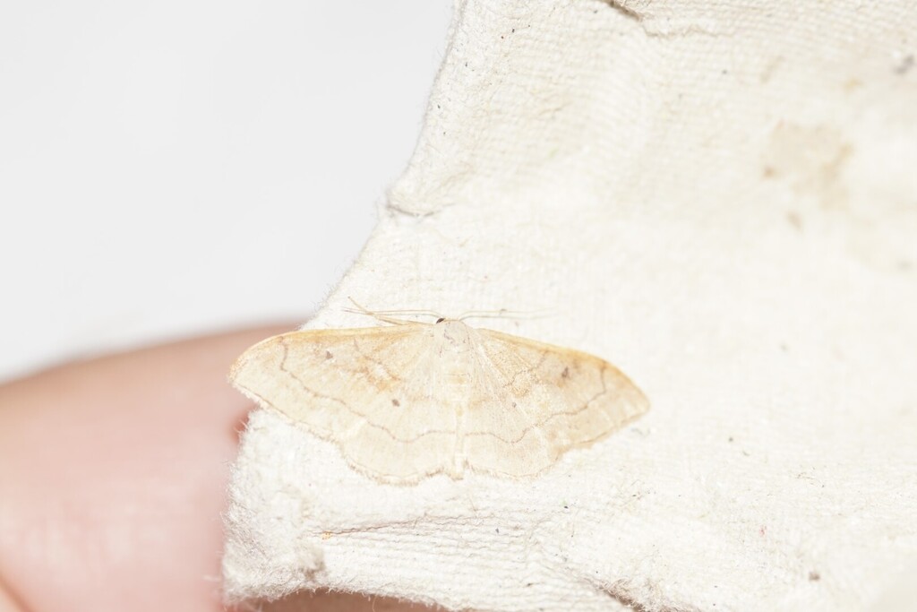 Idaea bilinearia