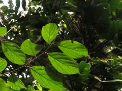 Ocotea valerioana