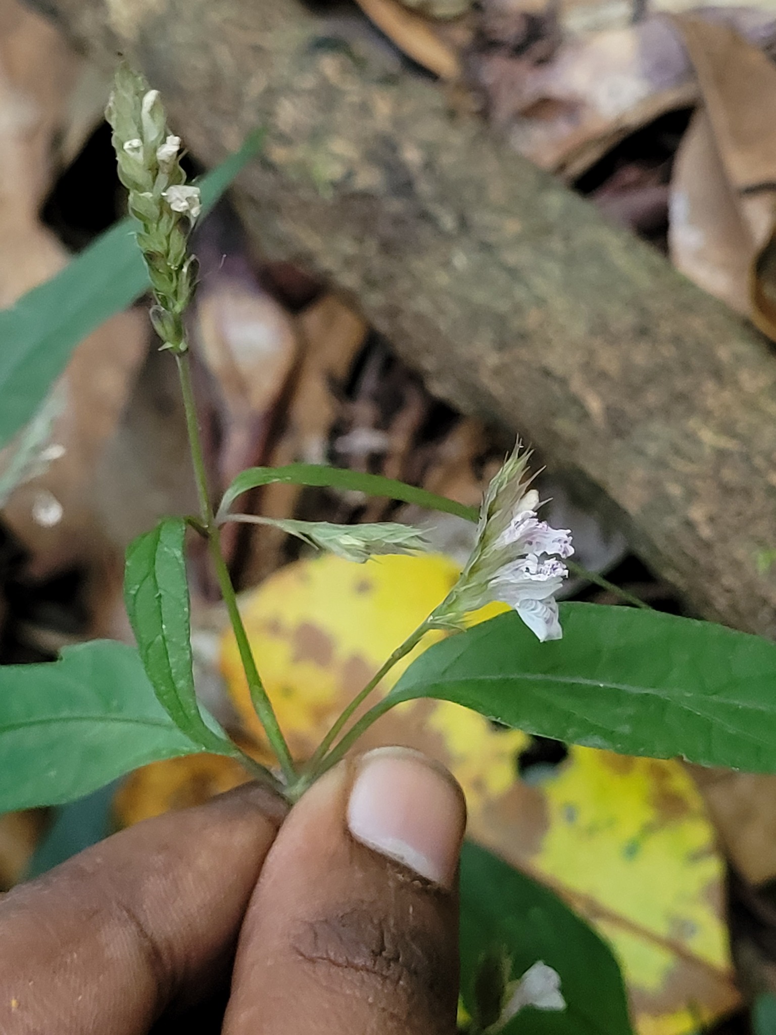 Rungia apiculata