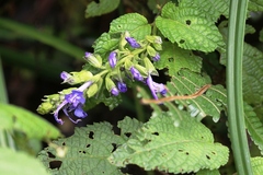 Salvia polystachia