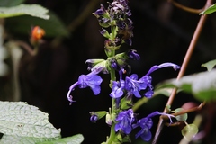 Salvia polystachia