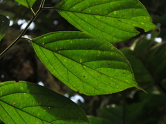 Ocotea valerioana