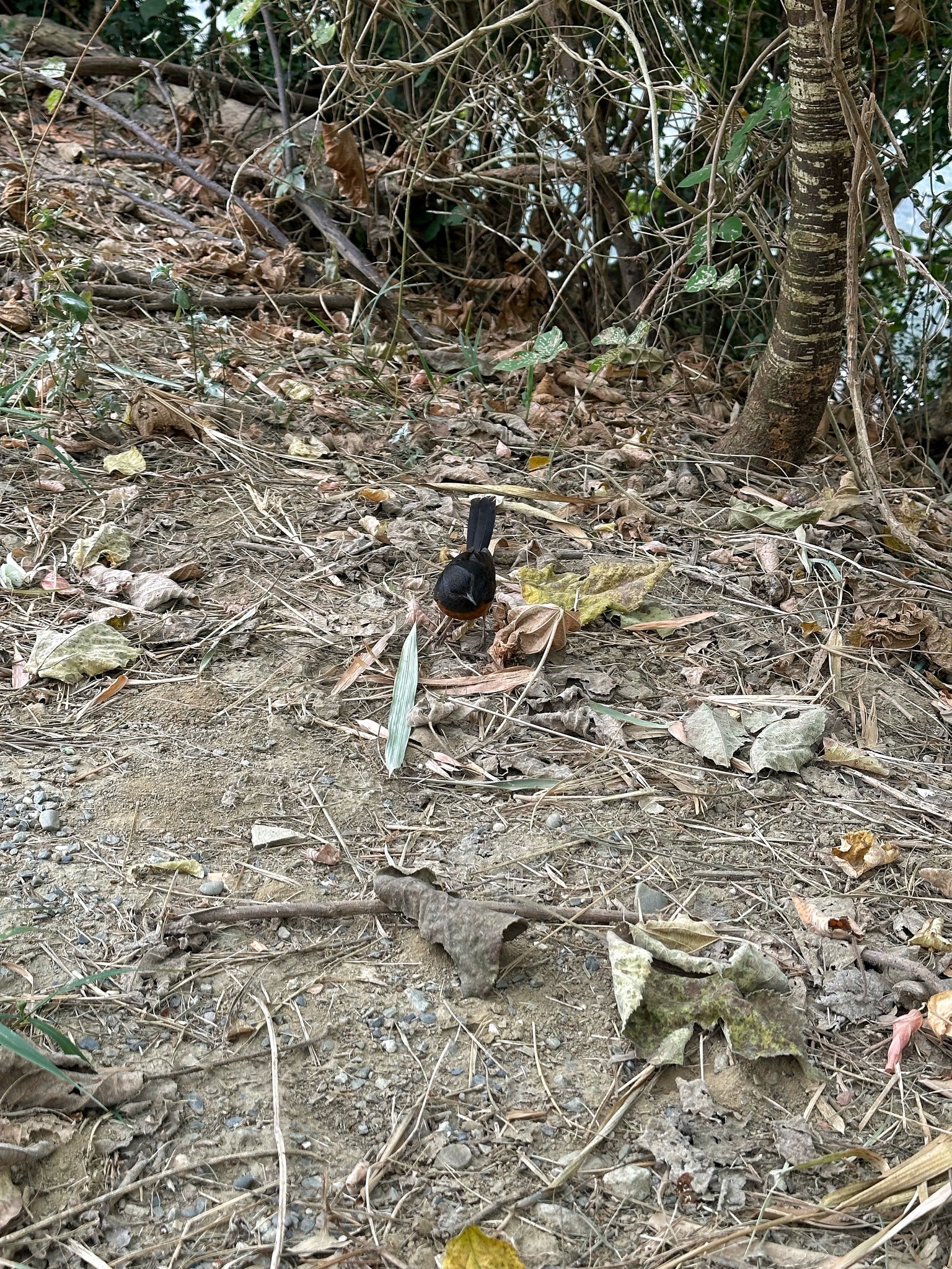 White-rumped Shama (Copsychus malabaricus), photo 7