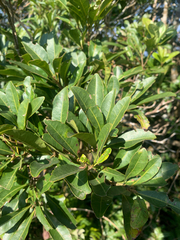Myrica rubra