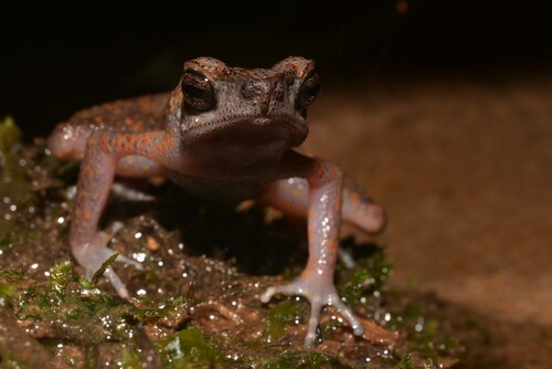 Brown Slender Toad, Ansonia leptopus